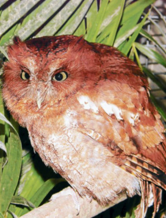 Honduras: El exótico mundo de las aves