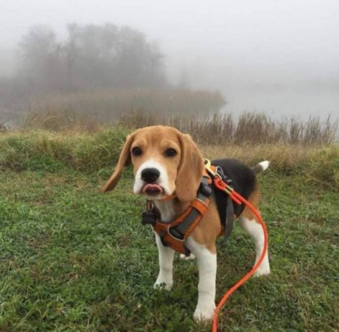 Datos interesantes sobre el Beagle, el perro más adorable del planeta