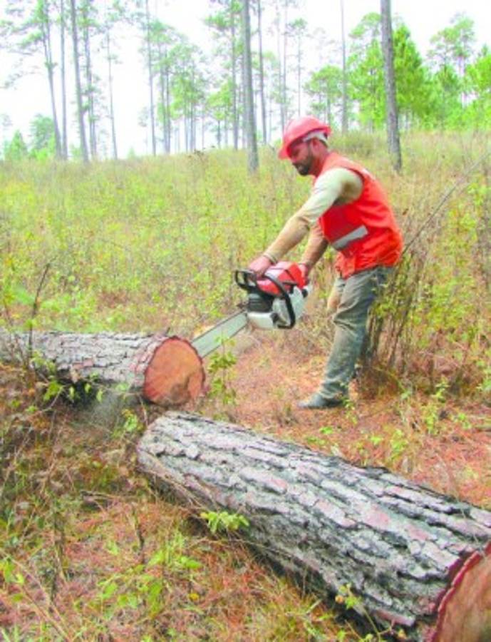 Brotes de gorgojo descortezador afectan 13,548 hectáreas de pino