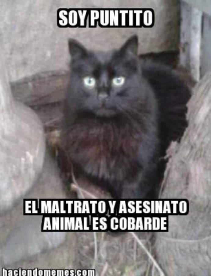 Las mejores imágenes contra el maltrato animal