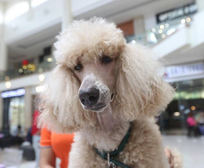 ¡Adorables! Los “puppies” más tiernos de la pasarela de Pet Ville