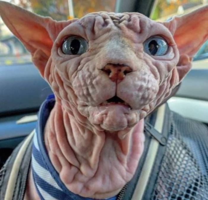 Así es 'Xherdan”, el gato más arrugado y aterrador que se viralizó en internet