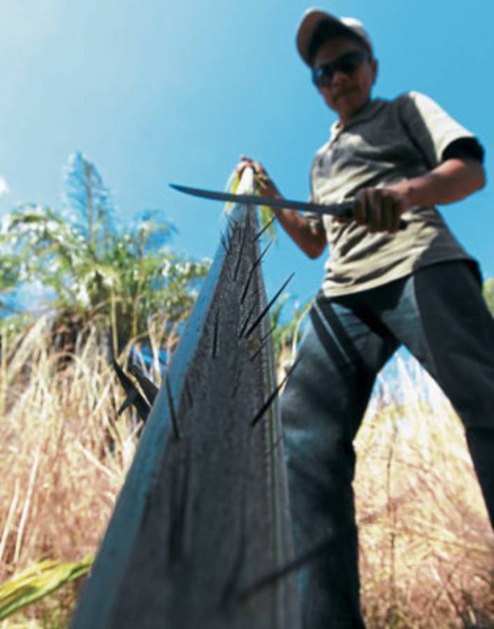 Domingo de Ramos: ¡Hosanna al Hijo de Dios!