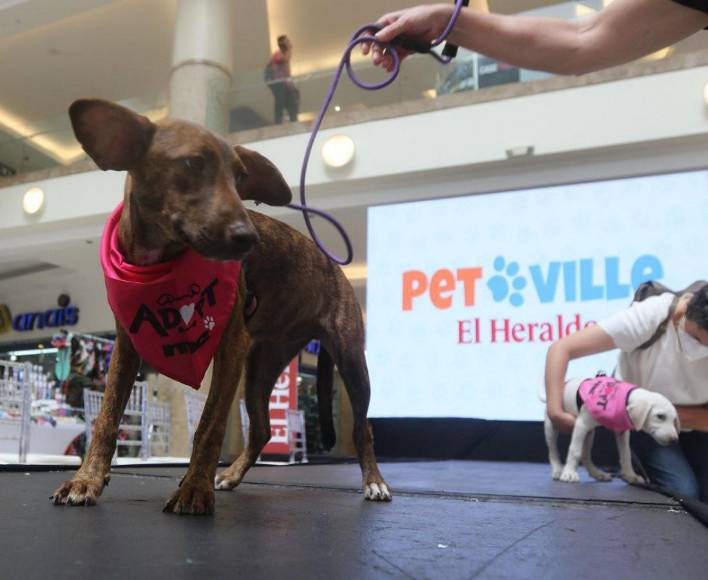 ¡Adorables! Los “puppies” más tiernos de la pasarela de Pet Ville