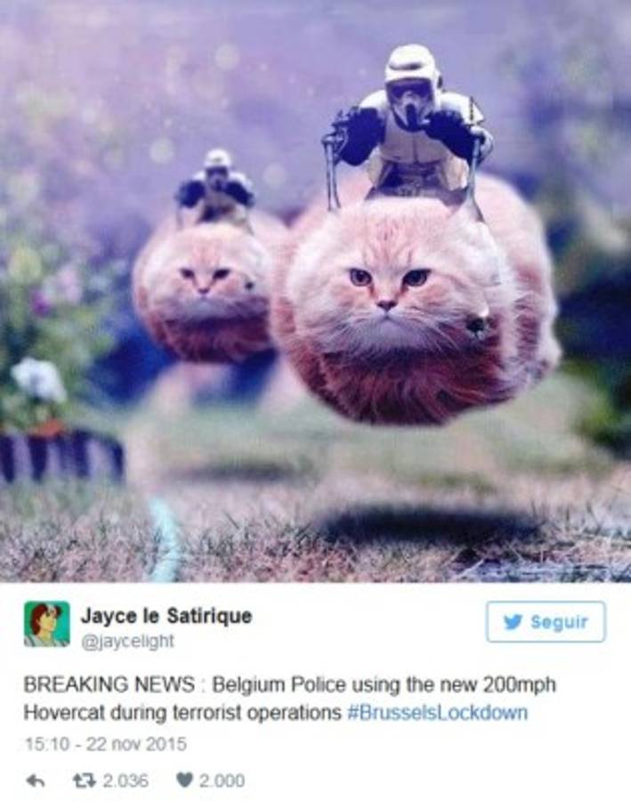 Usan gatos para atraer turistas a Bruselas