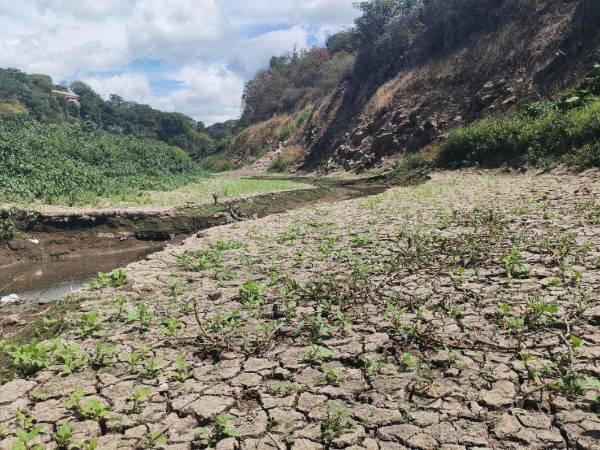 Entre tierra agrietada, sedimentos y maleza apenas sobrevive un pequeño hilo de agua, en momentos en que Los Laureles y La Concepción se acercan a sus niveles críticos.