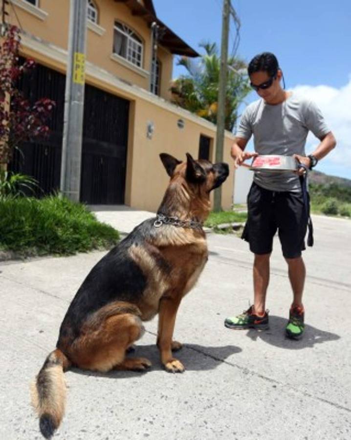 Consejos para entrenar a su perro en casa
