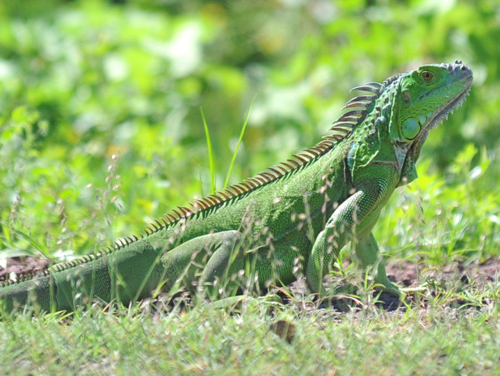 $!Las iguanas verdes se deben preservar con mayor interés en Honduras.