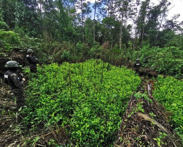 Con plantas que producen más hojas, narcos buscan hacer de Honduras epicentro del cultivo de coca