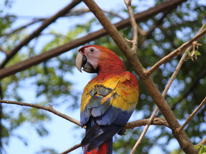 $!La guara roja y la guara verde son de las especies de aves que en Honduras están en peligro de extinción.