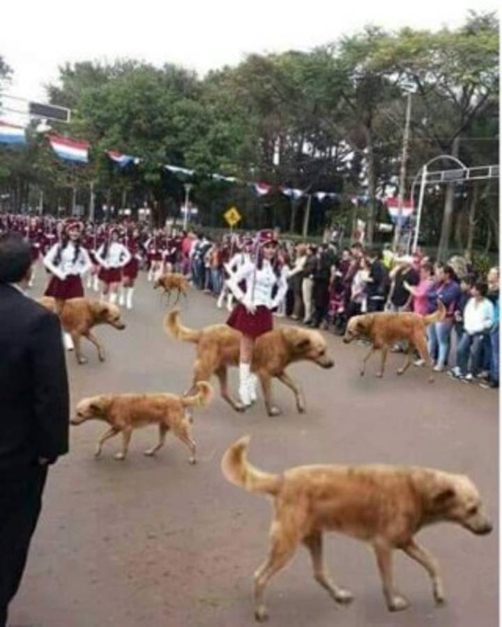 Foto del perro en desfile se vuelve viral en redes sociales