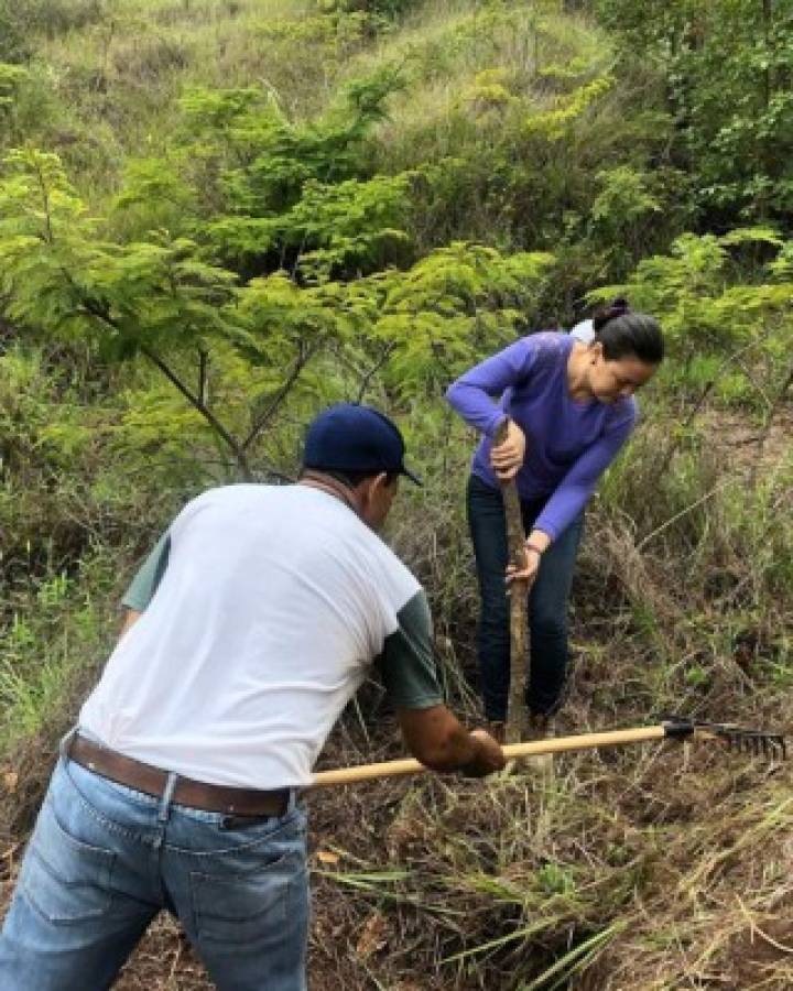 Reforestan tres zonas boscosas del Distrito Central