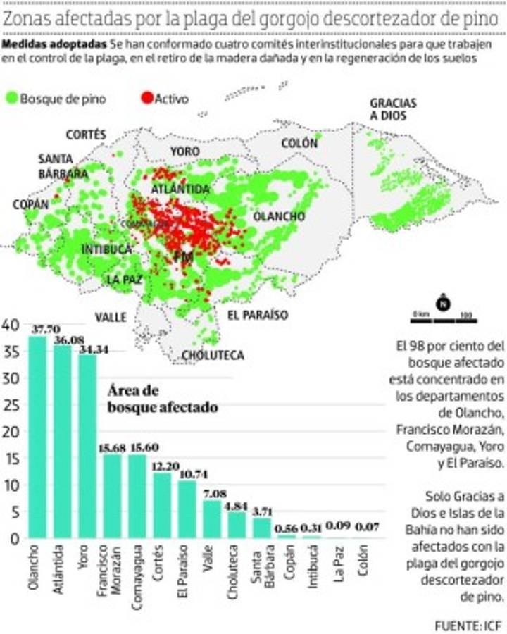 Hasta 500 mil gorgojos por pino descubren en los bosques del país