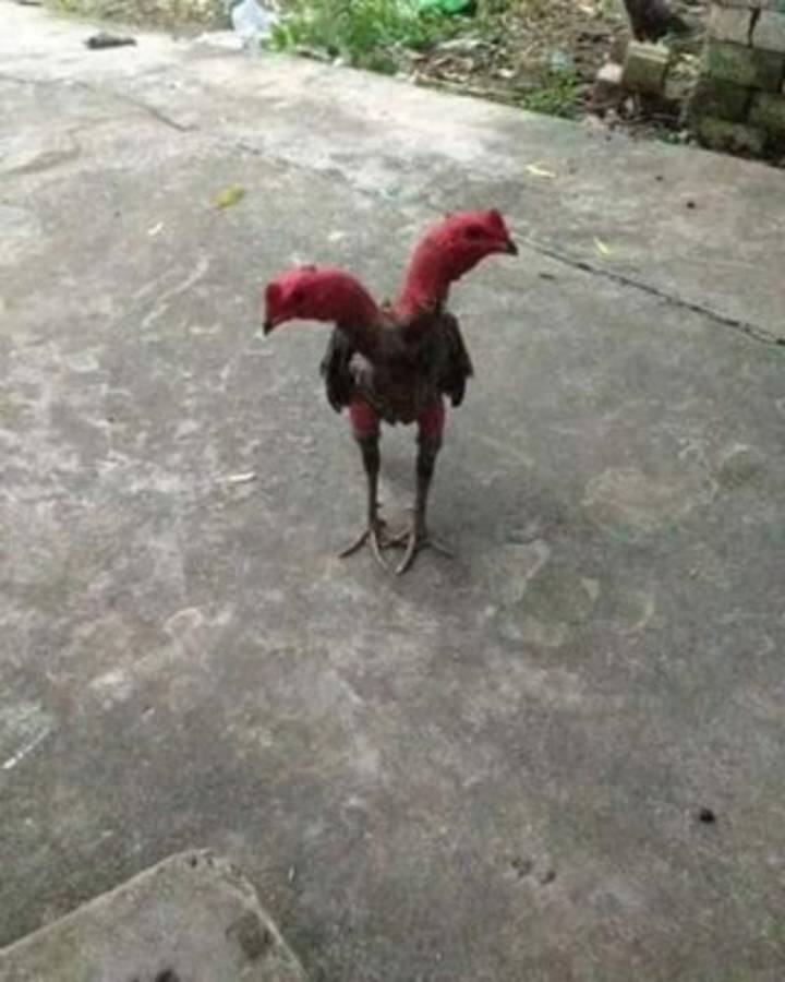 La historia del pollo de dos cabezas que asombra al mundo