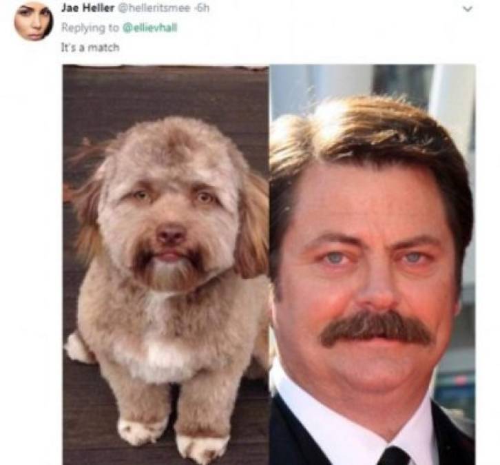 Así es el perro con cara de humano que causa furor en las redes sociales