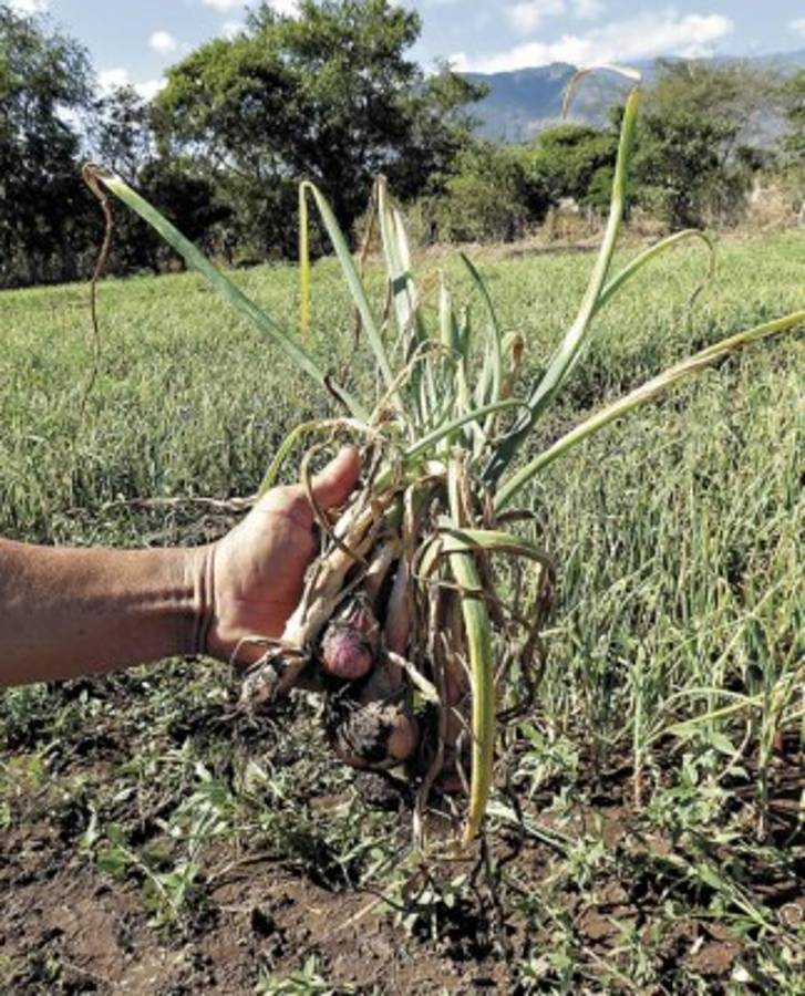 Extraña plaga arrasa con cultivos de cebollas
