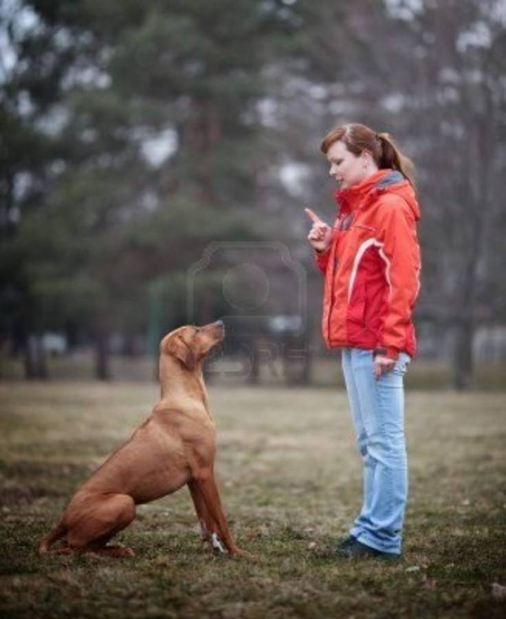 Los cuidados que necesita su cachorro