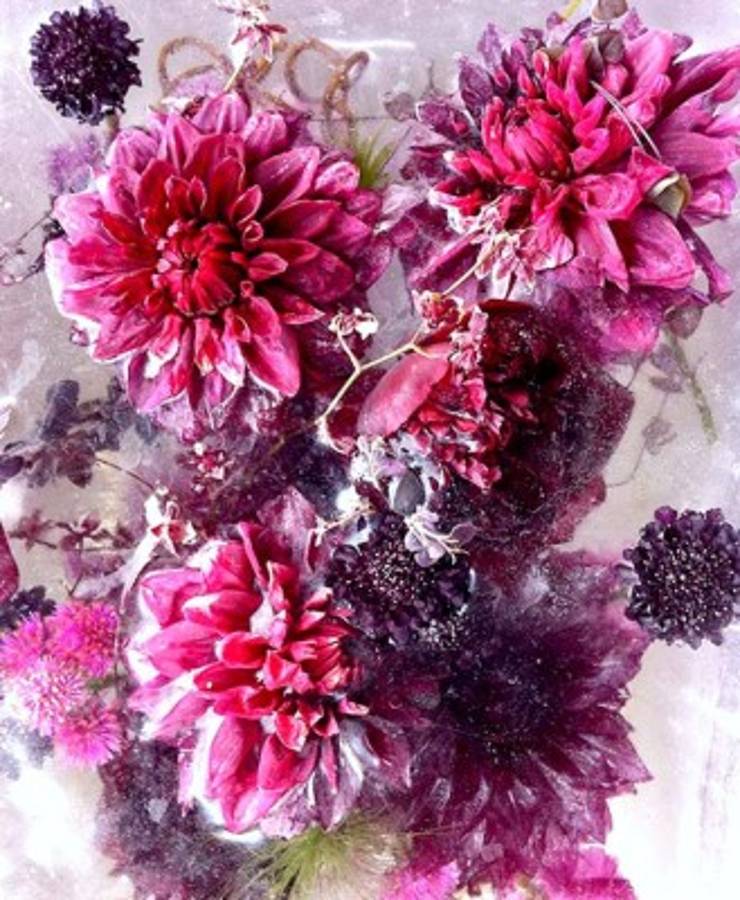 Arte a partir de flores congeladas