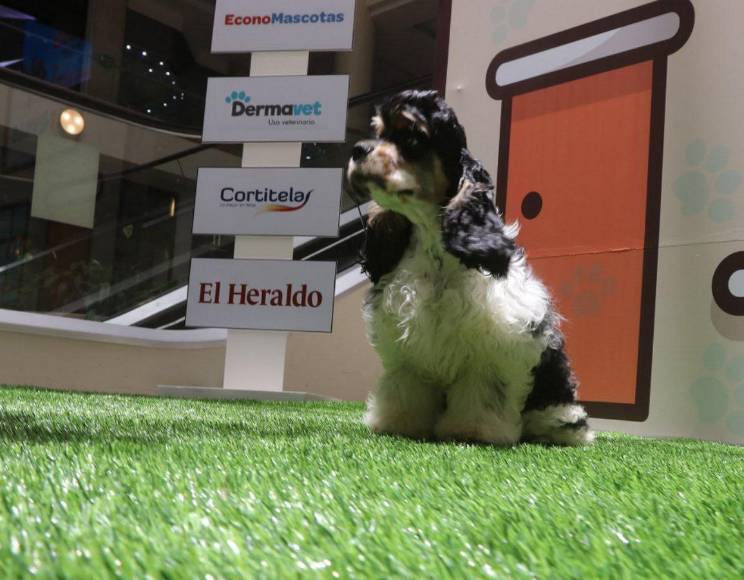 ¡Adorables! Los “puppies” más tiernos de la pasarela de Pet Ville