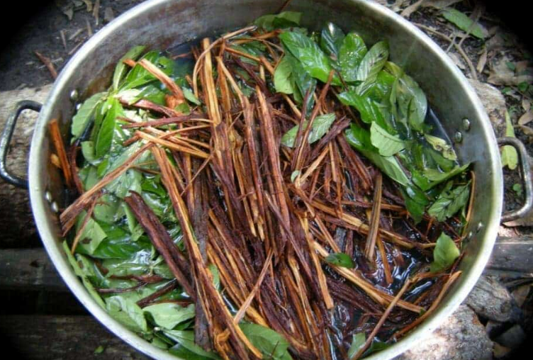 La ayahuasca, un té medicinal y alucinógeno que provoca un viaje “infernal”