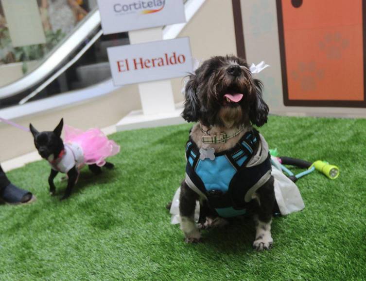 ¡Adorables! Los “puppies” más tiernos de la pasarela de Pet Ville