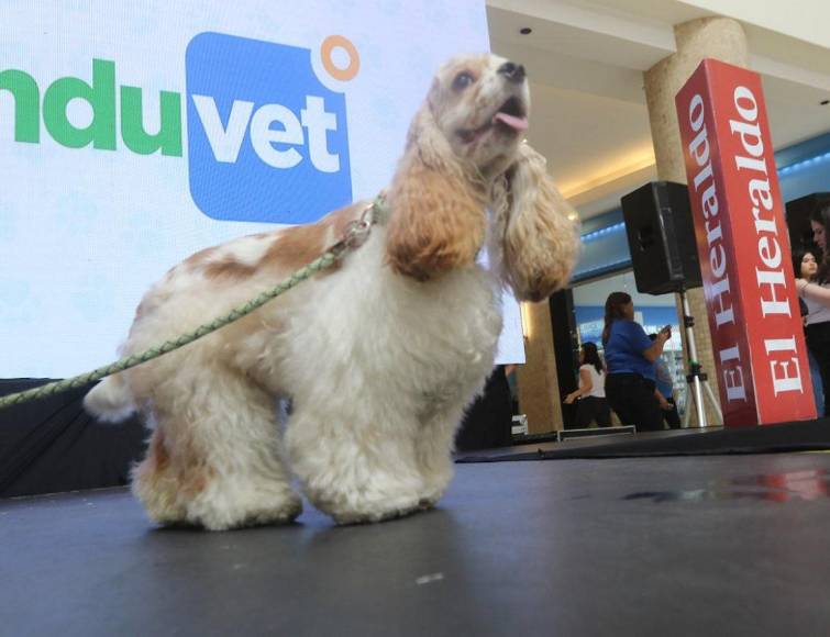 ¡Adorables! Los “puppies” más tiernos de la pasarela de Pet Ville