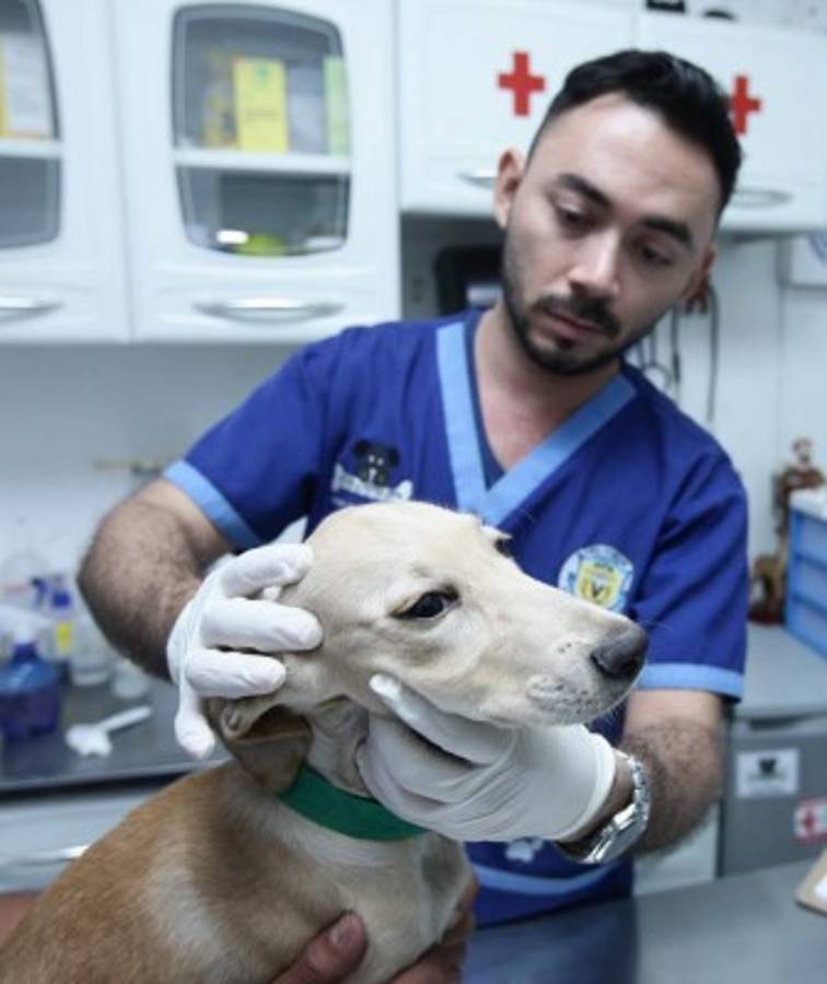 Acabe con los patacones y garrapatas de su mascota