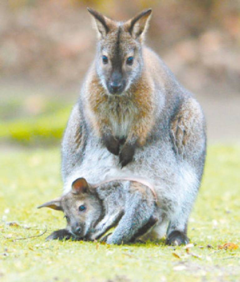 Sonrisas que arranca la Curiosa vida animal