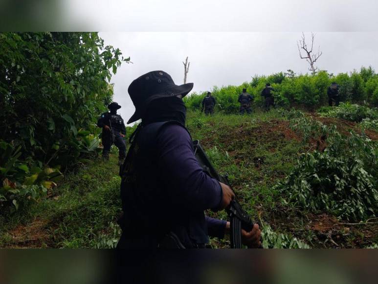 Narcotráfico, tala y siembra ilegal: el recorrido de EL HERALDO en La Mosquitia