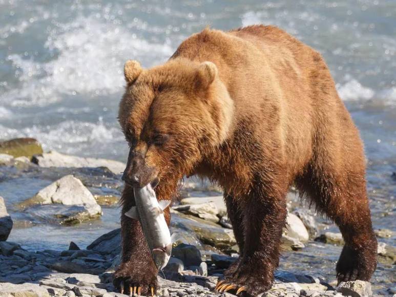 “¡Hazte el muerto!”: los desgarradores últimos momentos de pareja que murió devorada por oso en parque de Alaska