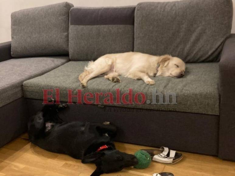 Así escapó de Ucrania un hondureño junto a su esposa y sus dos perros