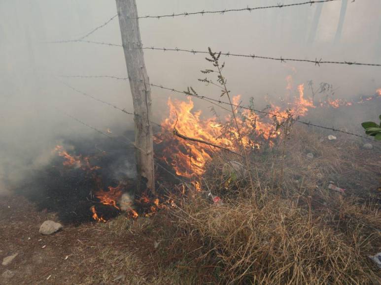 Incendio forestal destruye hectáreas de bosque y provoca una intensa capa de humo en Zambrano