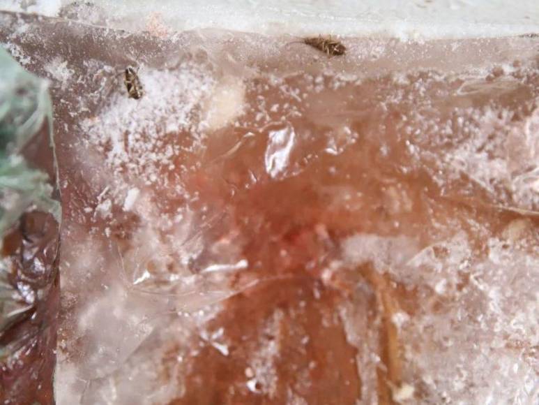 Con moscas y cucarachas: así encontraron productos de una carnicería en Comayagüela