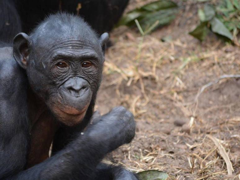 Lo que se sabe de la viruela del mono, enfermedad que alarma a Europa