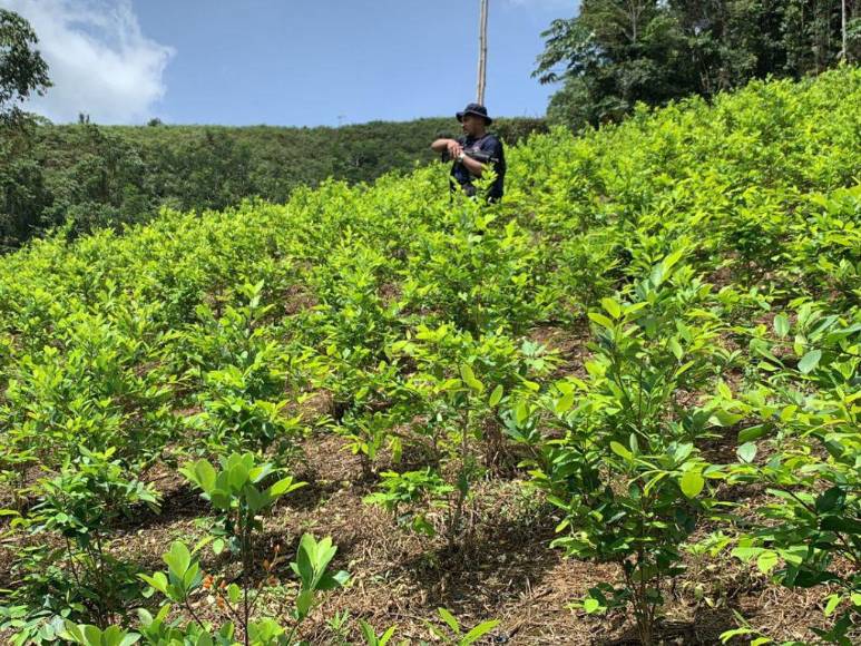 Así era la plantación de droga hallada en el Parque Nacional Patuca, considerada la más grande de Centroamérica