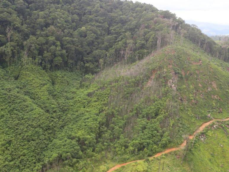 Narcotráfico, tala y siembra ilegal: el recorrido de EL HERALDO en La Mosquitia