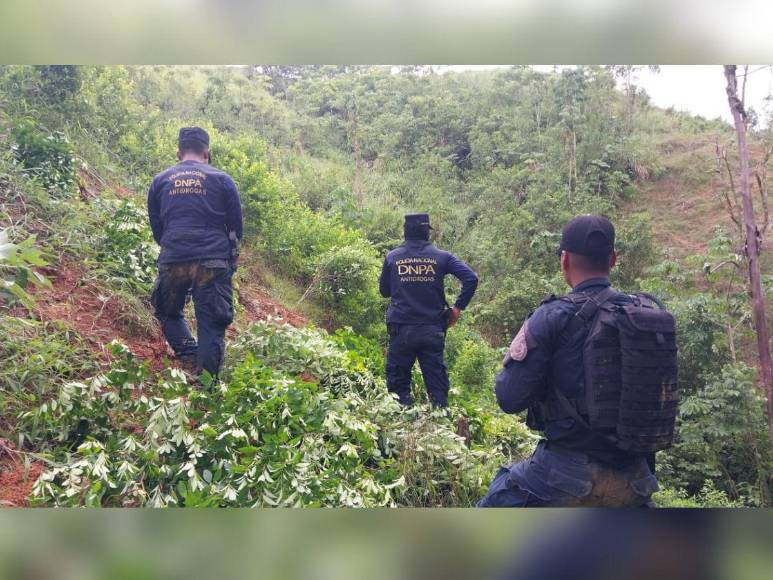 Narcotráfico, tala y siembra ilegal: el recorrido de EL HERALDO en La Mosquitia