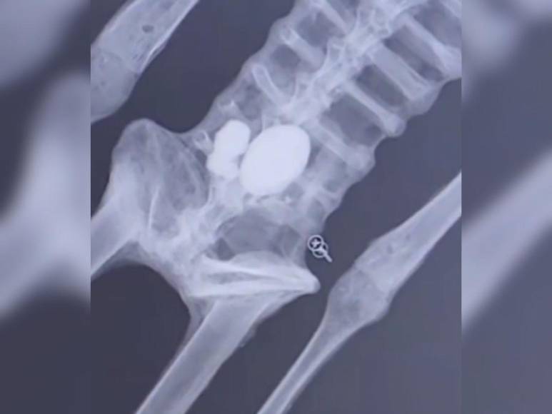 Con huevos en su abdomen y tres largos dedos: así son los “extraterrestres” presentados en Congreso de México