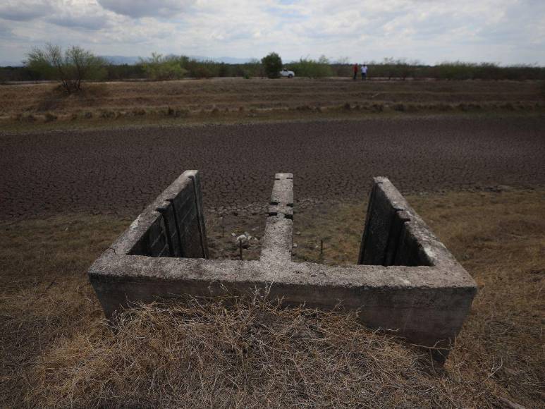 Alarmante cierre de fincas de camarón en Honduras, ¿cuál es la razón?