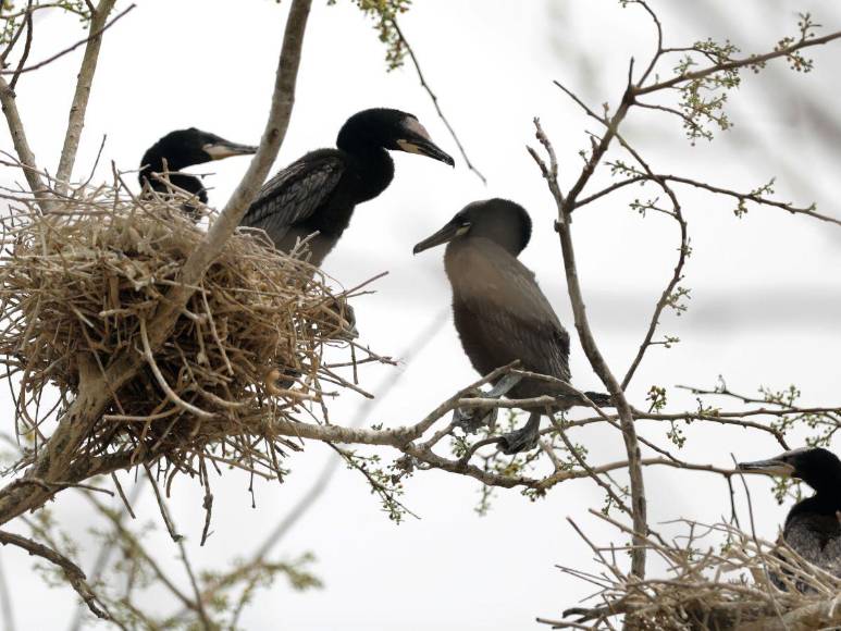 Así es la “isla de patos” que están devorando los peces y afectando a pescadores en la represa ‘El Cajón’