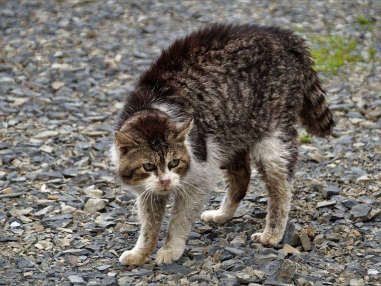 Rabia transmitida por murciélago: lo que se sabe de la muerte de niño hondureño por mordedura de un gato