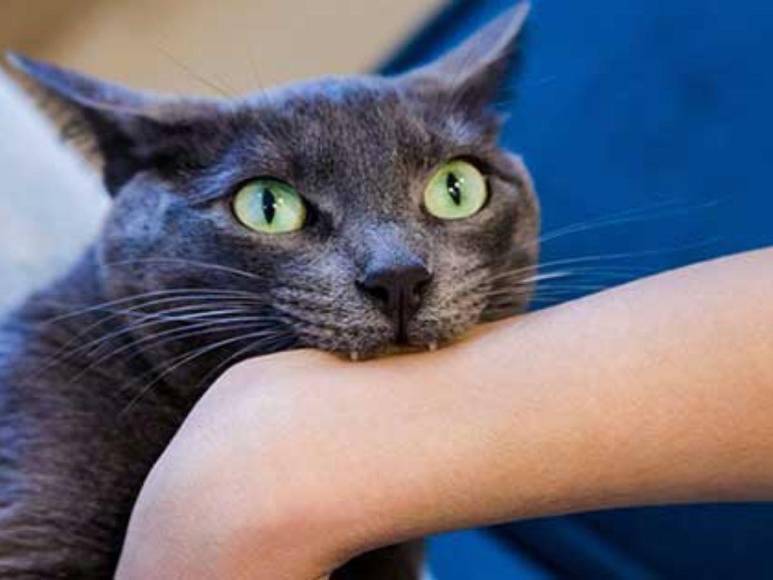 Rabia transmitida por murciélago: lo que se sabe de la muerte de niño hondureño por mordedura de un gato