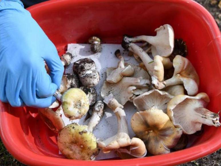 Mujer invitó a comer a sus exsuegros y murieron tras ingerir hongos venenosos; hallaron extraño mural en su casa