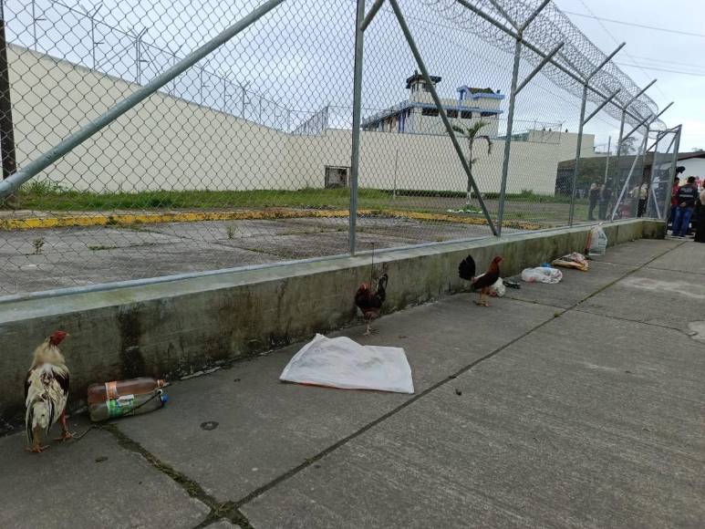 El insólito hallazgo en una cárcel de Ecuador