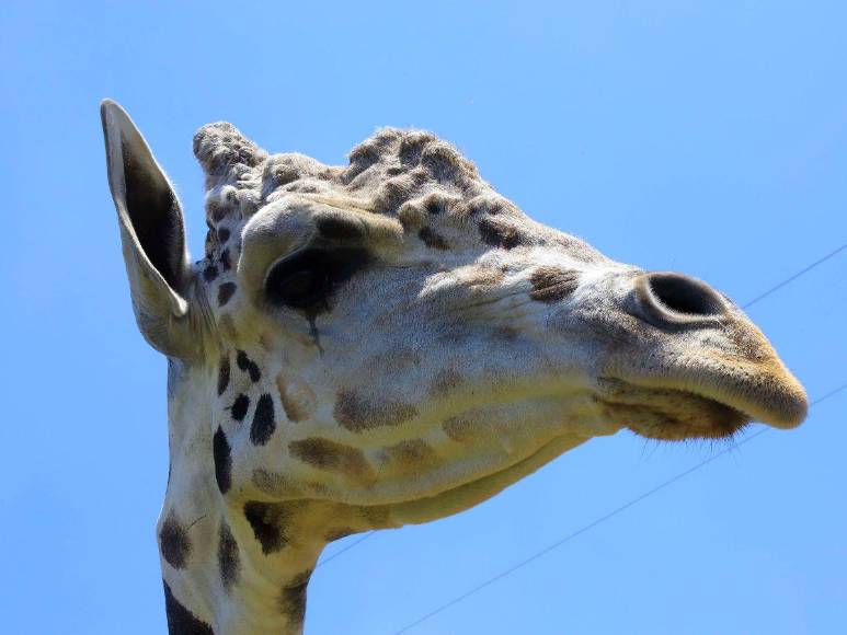 Le quitaron la piel y la enterraron donde habitaba: ¿qué pasó con los restos de la famosa jirafa Big Boy?