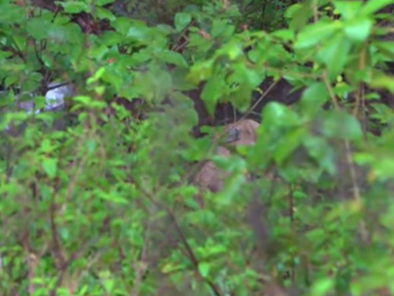 Cubiertos con ramas y semidesnudos: así hallaron a jóvenes desaparecidos en mudanza