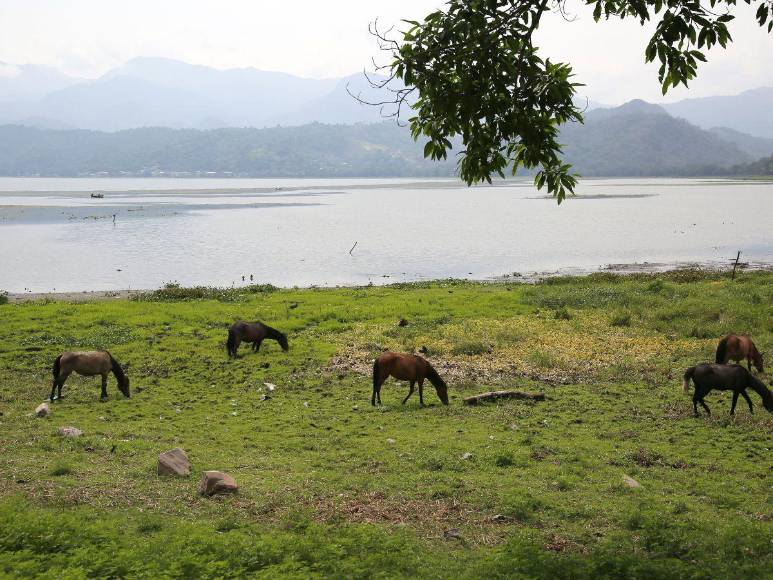Las imágenes que muestran la deforestación e invasiones que amenazan al Lago de Yojoa