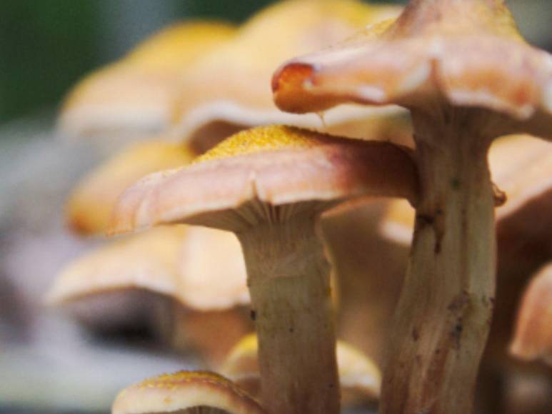 Mujer invitó a comer a sus exsuegros y murieron tras ingerir hongos venenosos; hallaron extraño mural en su casa