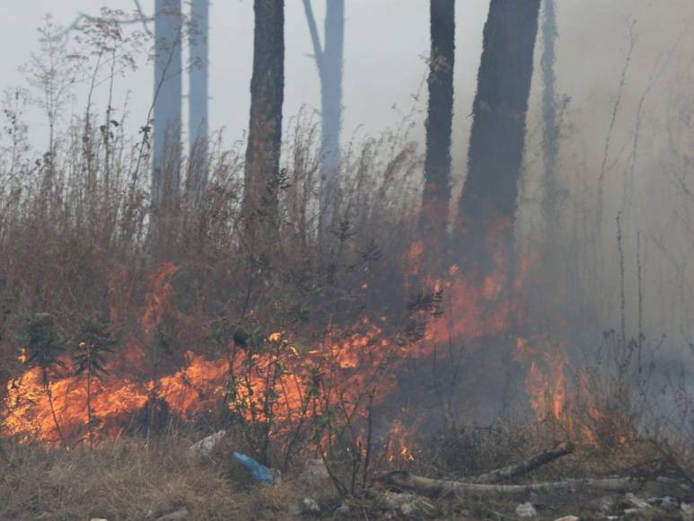 Incendio forestal destruye hectáreas de bosque y provoca una intensa capa de humo en Zambrano