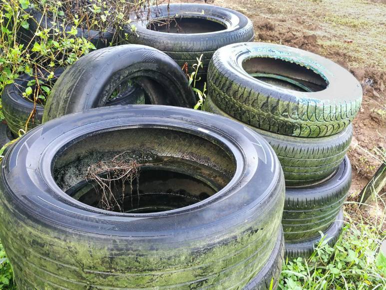 Prevenciones que los hondureños deben tomar para evitar el contagio del dengue